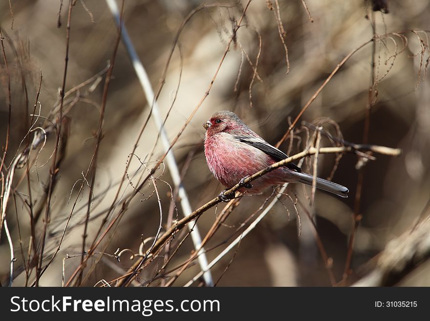 This wild bird is observed ordinarily in Japan during winter. This wild bird is observed ordinarily in Japan during winter.