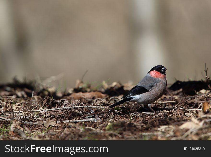 Eurasian Bullfinch