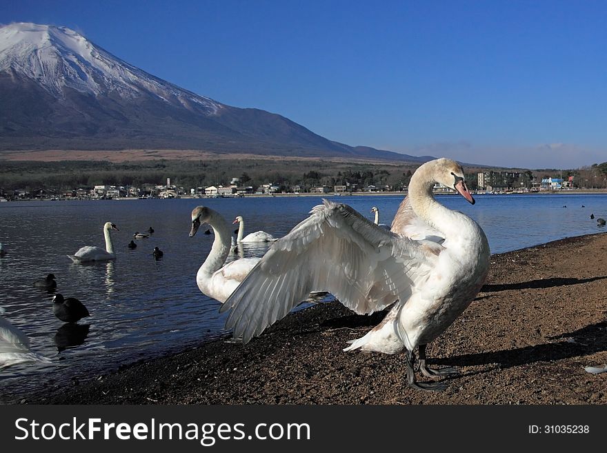 Mt Fuji And Swan