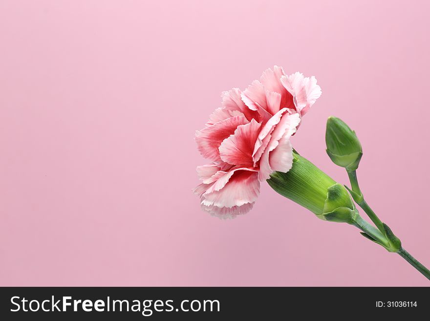 Carnation isolated on a pink background