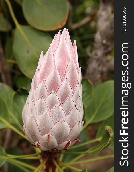 King Protea flower photographed in botanical garden in La Gomera, Canary Islands, Spain