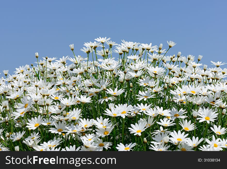 White marguerite flowers against blue sky