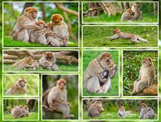 Macaque Monkey Collage Royalty Free Stock Photos