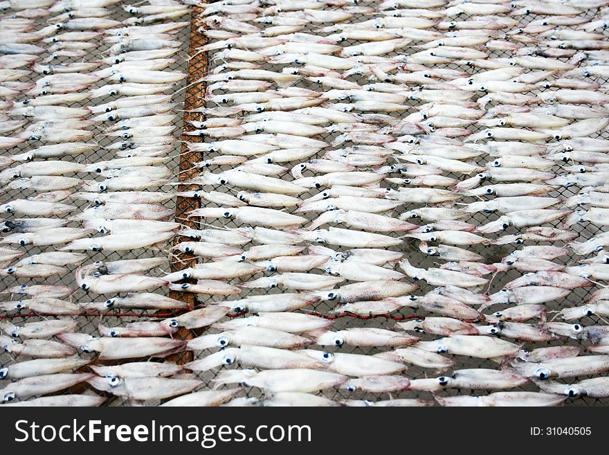 Preparing Dried Squid On Net at the fishing farm