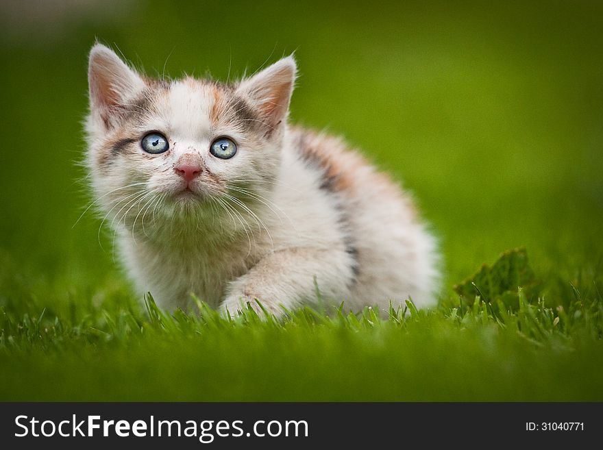 Young kitten in the grass. Young kitten in the grass