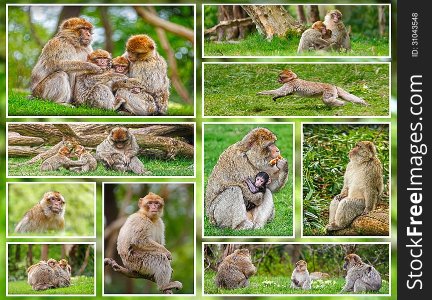 Macaque monkey collage, family of monkeys in forest environment.