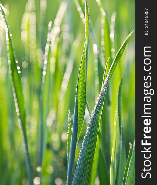 Green grass and dew close-up. Green grass and dew close-up