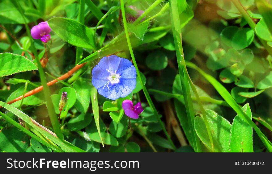 Slender dwarf morning-glory flower its usefull medicinal plant also very beautifull flower