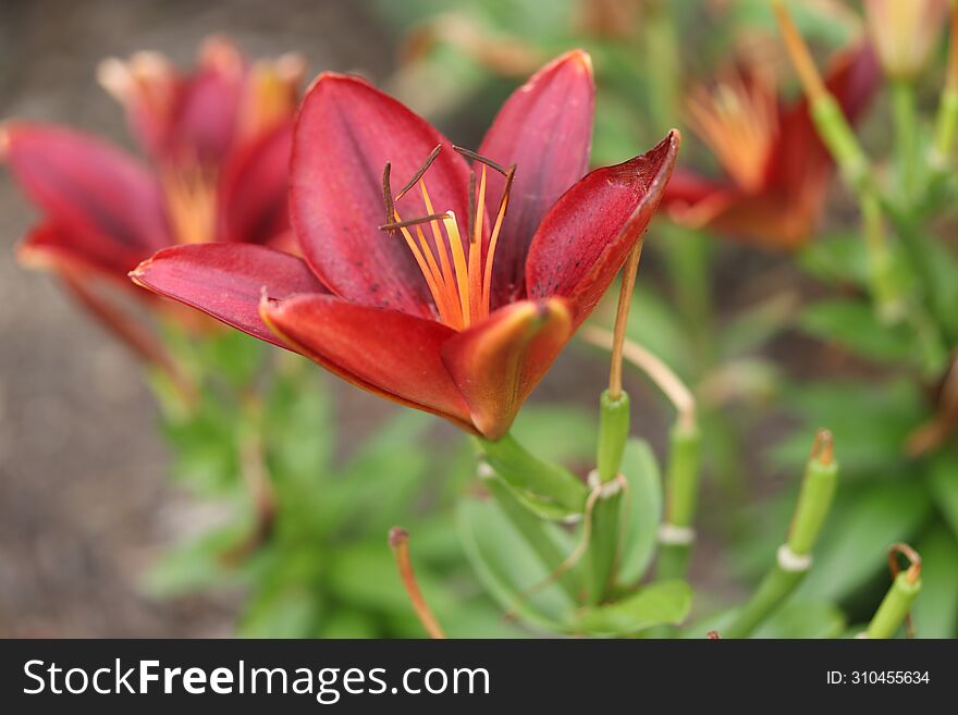 Red Wood lily blurry background