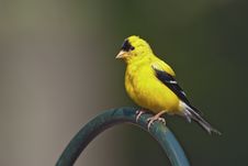 American Goldfinch Male Stock Photos