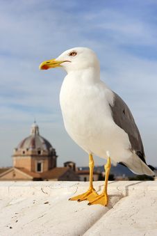 Seagull In Rome Stock Images
