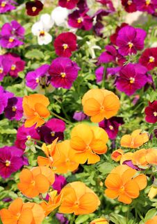 Different Colored Flowers Of Pansy Royalty Free Stock Photo Different Colored Flowers Of Pansy Royalty Free Stock Photo