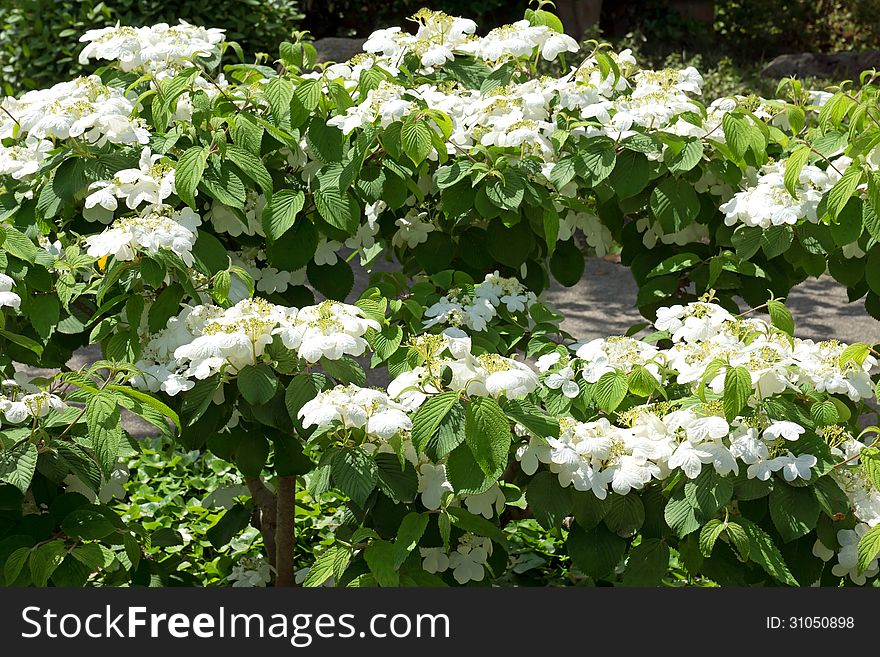 The image of a beautiful blossoming bush of jasmine. The image of a beautiful blossoming bush of jasmine