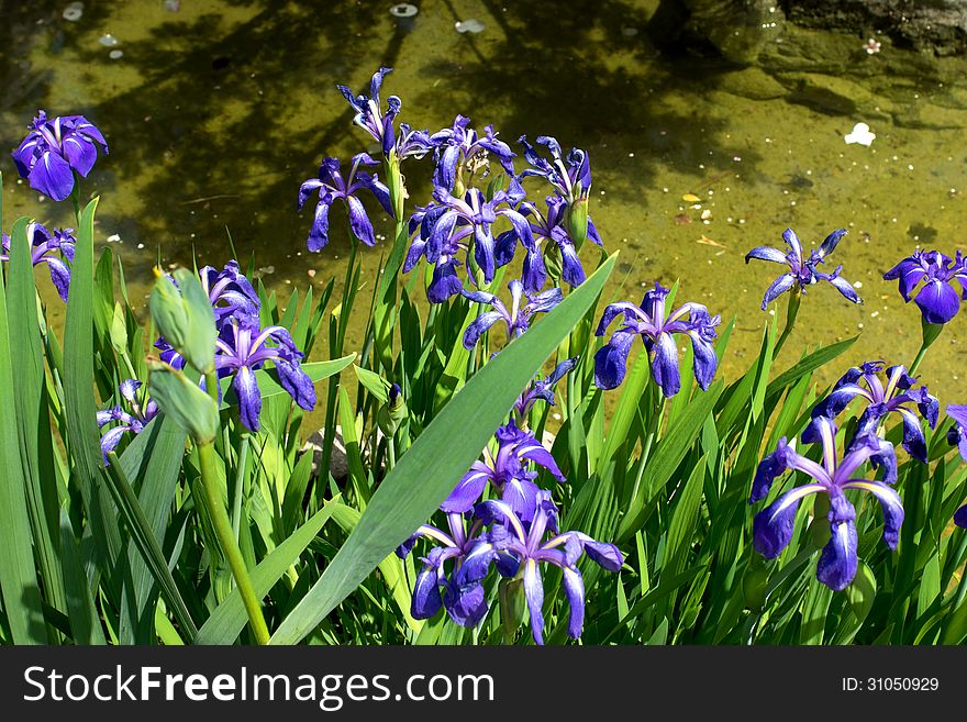 Beautiful blossoming of blue iris near  pond. Beautiful blossoming of blue iris near  pond