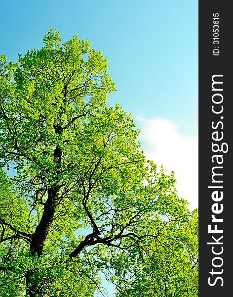 Crown of an oak in May, covered with first leaves, against the background of a blue sky