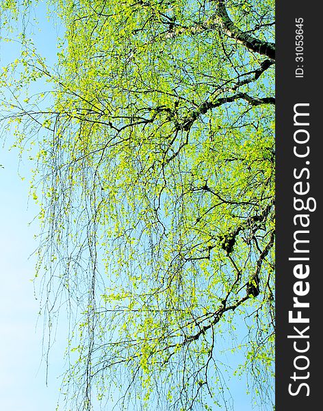 Spring branches covered with first leaves, against the background of a blue sky