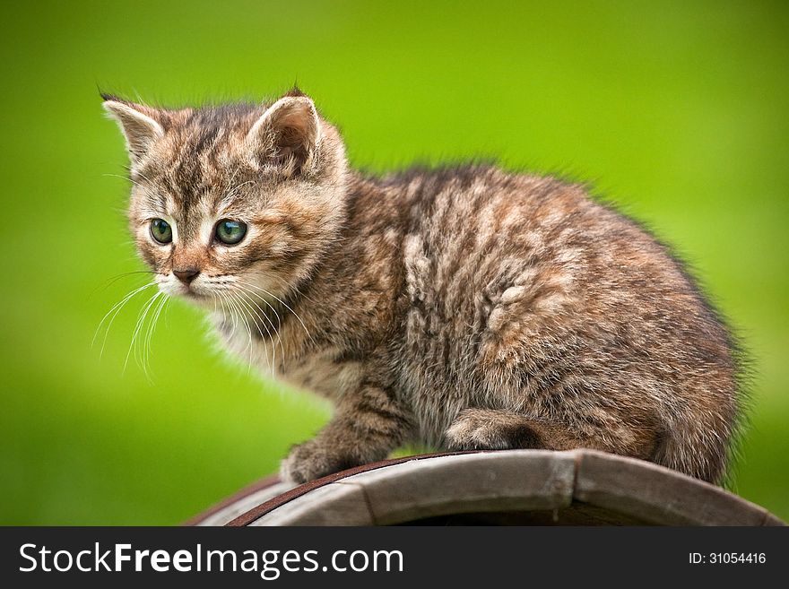 Young cat on the box