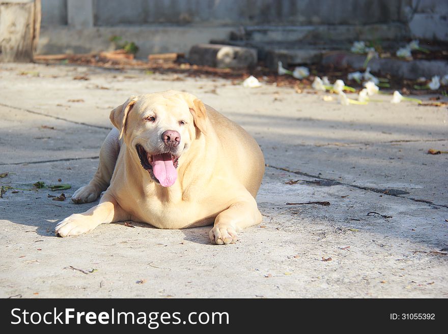 Fat Labrador Retriever On The Floor