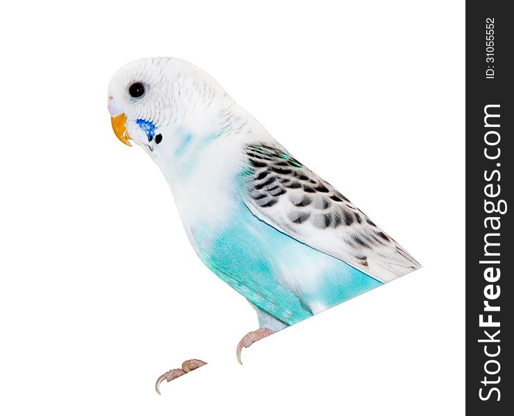 Grey-blue wavy parrot, poultry