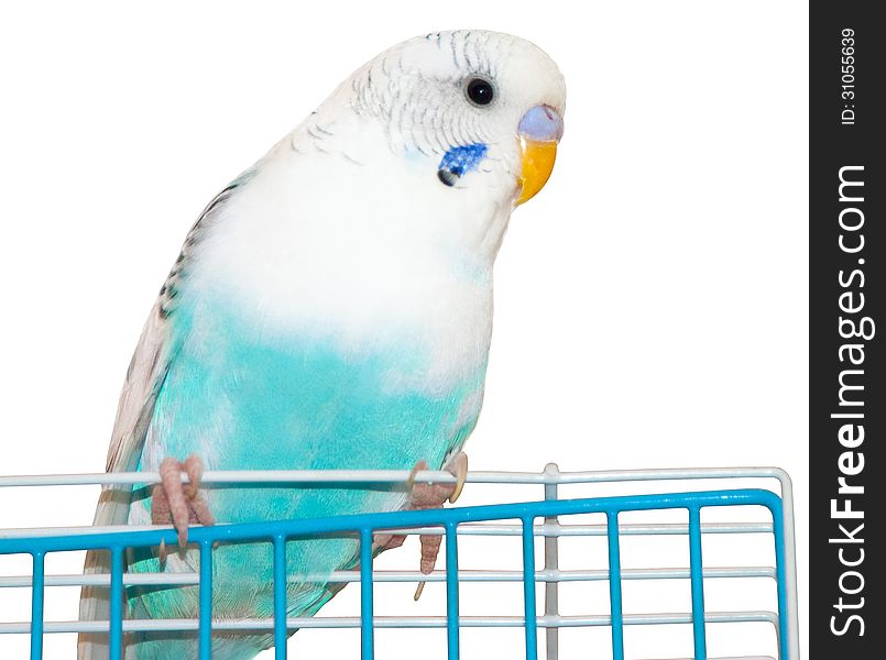 Grey-blue wavy parrot, poultry
