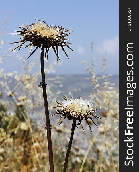 Deflorate thistle flower as a symbol of bad environment. Deflorate thistle flower as a symbol of bad environment