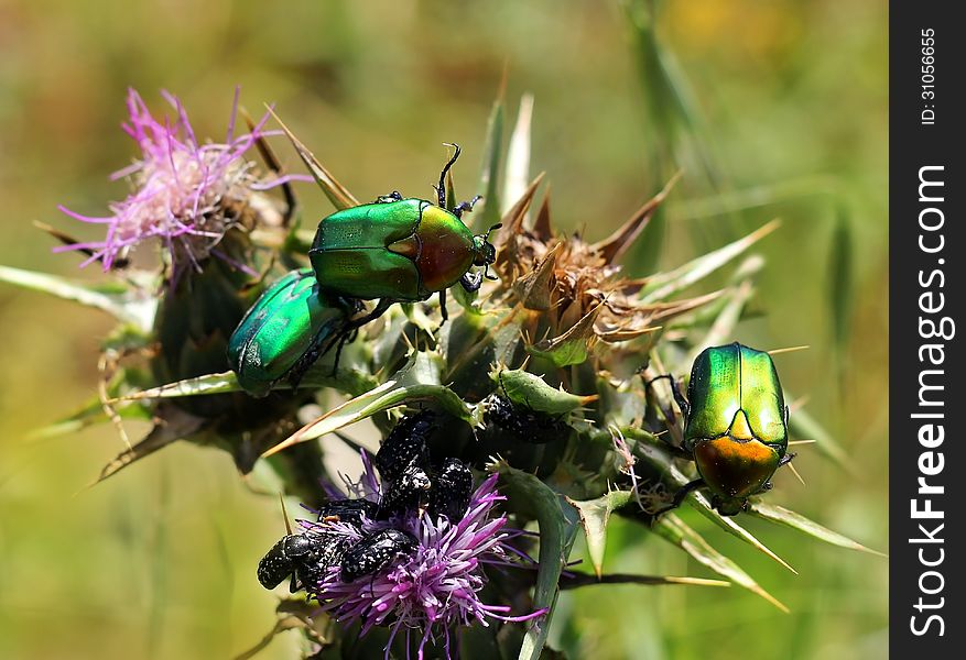 Green and black beetles on a flower, close-up. Green and black beetles on a flower, close-up