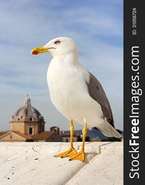 Image of seagull on the background of dome of the cathedral in Rome. Italy. Image of seagull on the background of dome of the cathedral in Rome. Italy.