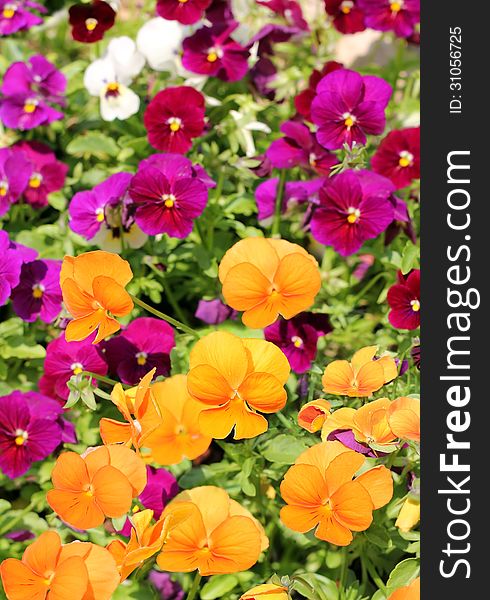 Different Colored Flowers Of Pansy