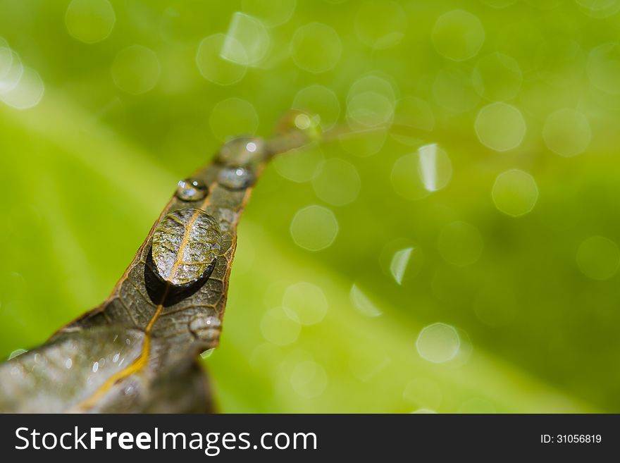 Close up of water drops on dry leaves and green background. Close up of water drops on dry leaves and green background