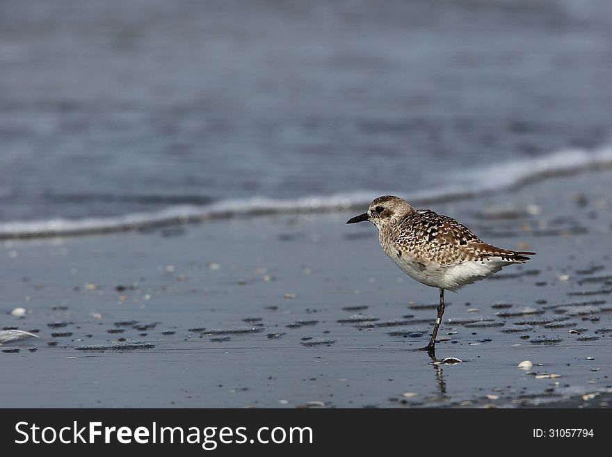 Grey Plover