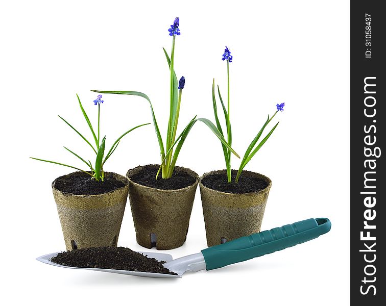 Still life of three plants and shovel with soil. Still life of three plants and shovel with soil