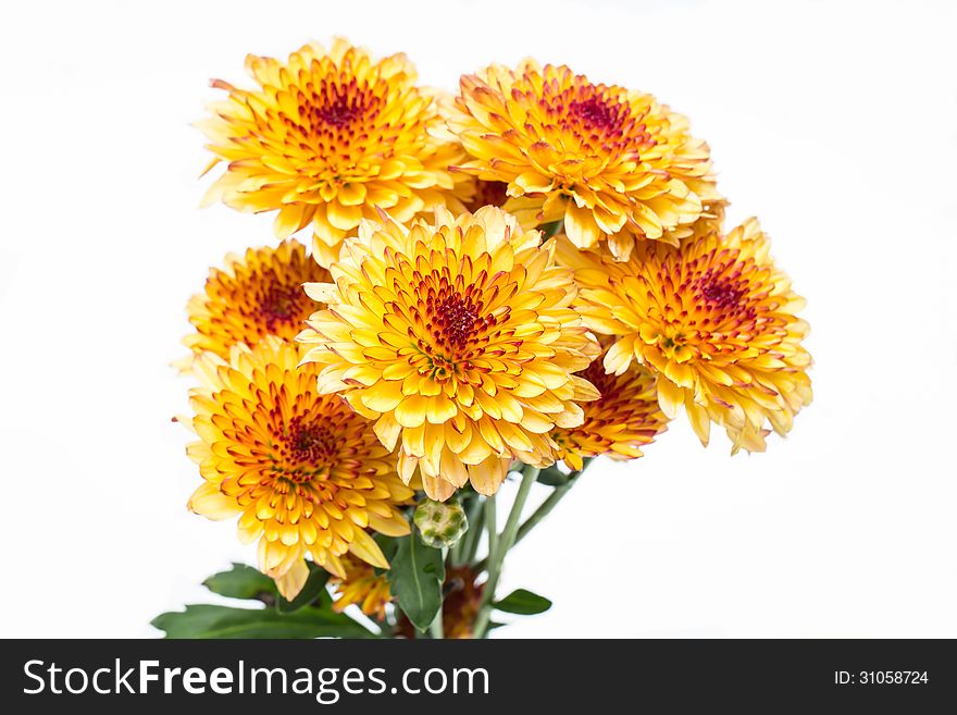 Yellow flowers on white background.