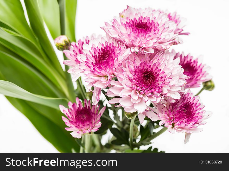 Pink flowers on white background.