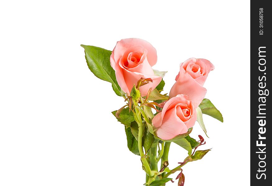 Pink roses isolated on white.