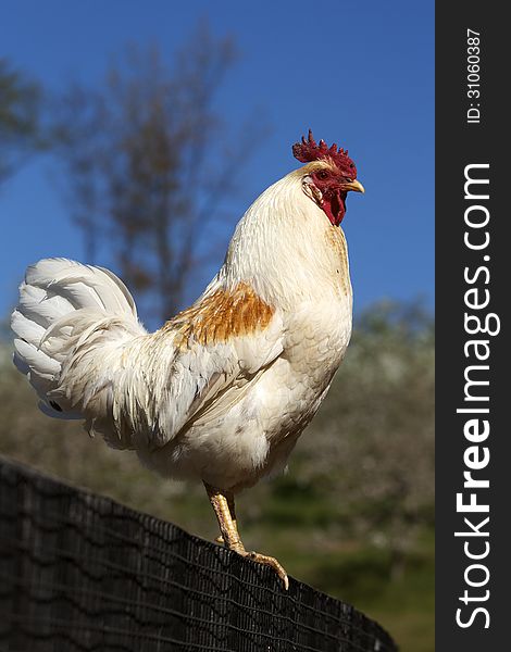 White rooster standing on a fence at a farm. White rooster standing on a fence at a farm