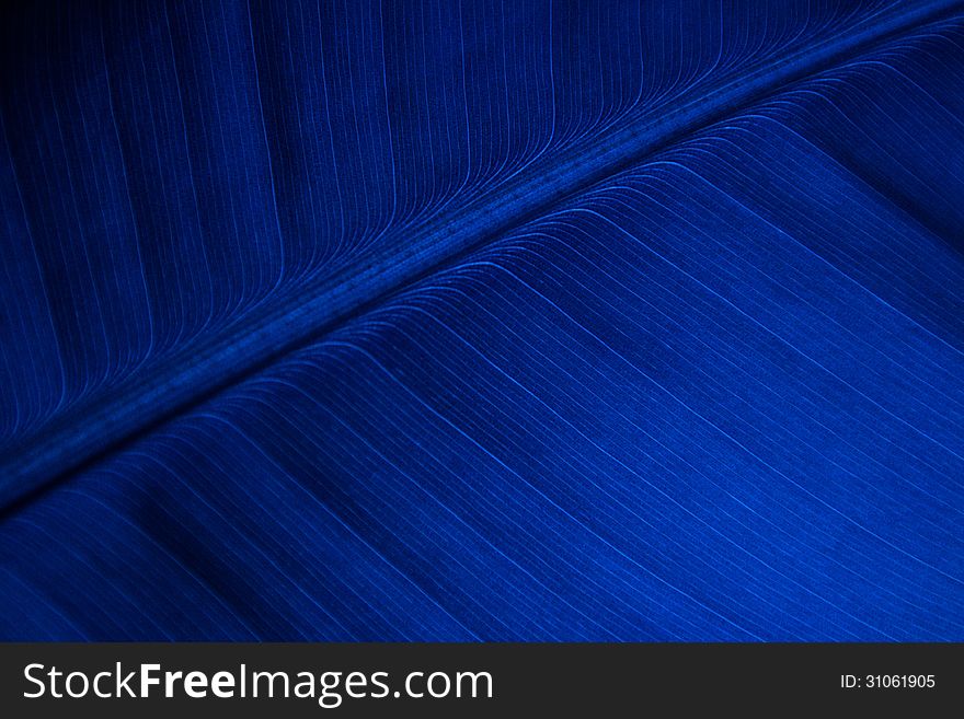 Texture or background Blue line banana leaf. Texture or background Blue line banana leaf