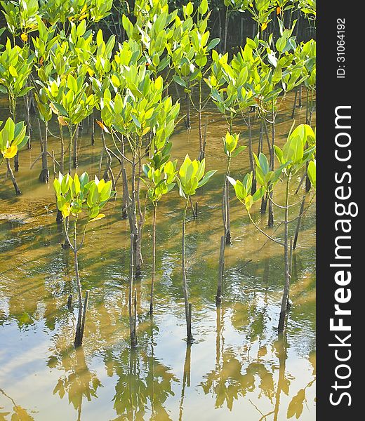 Group of seedling mangrove plant in fen