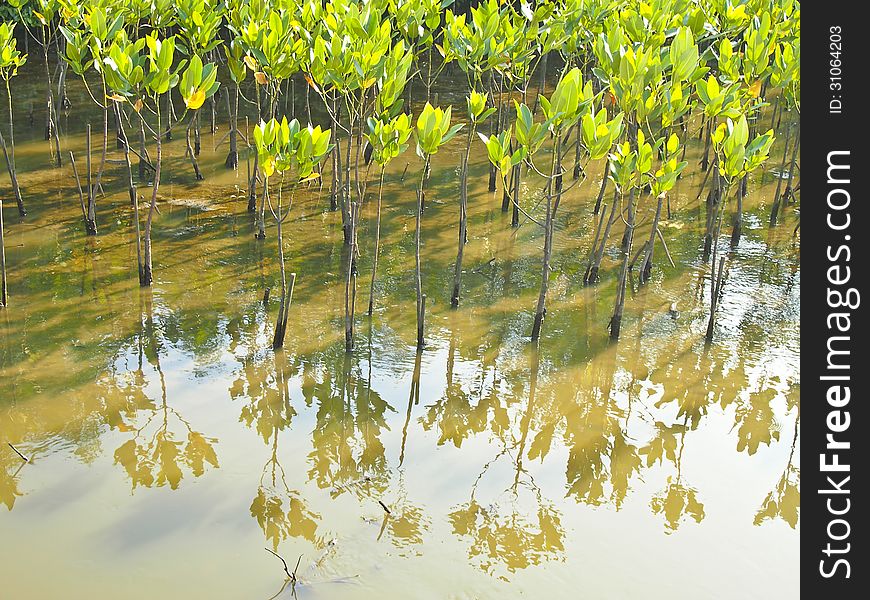 Seedling mangrove plant and reflection image in daytime. Seedling mangrove plant and reflection image in daytime