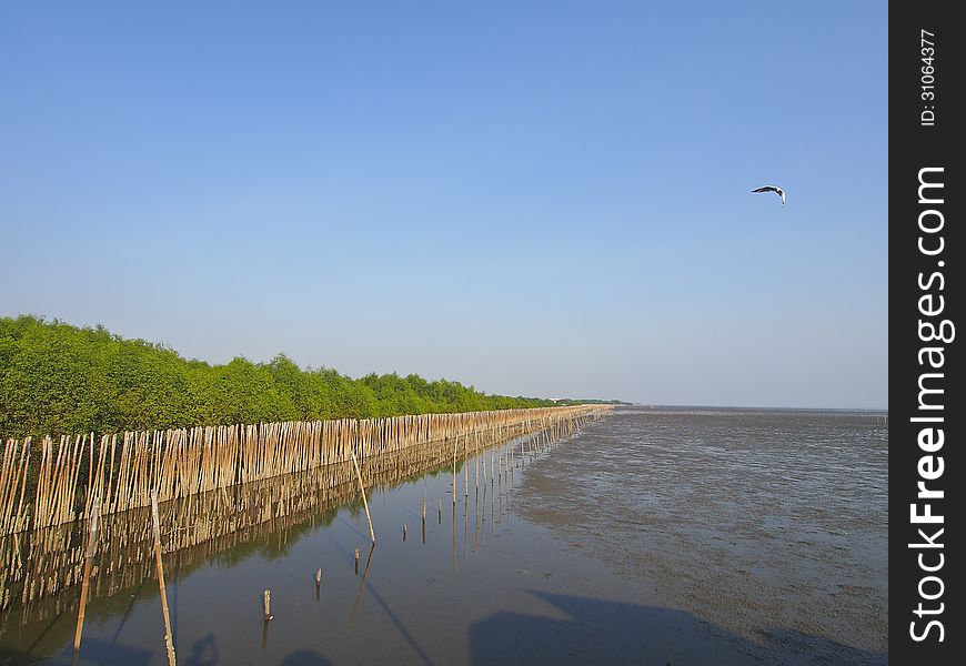 Mangrove seaside