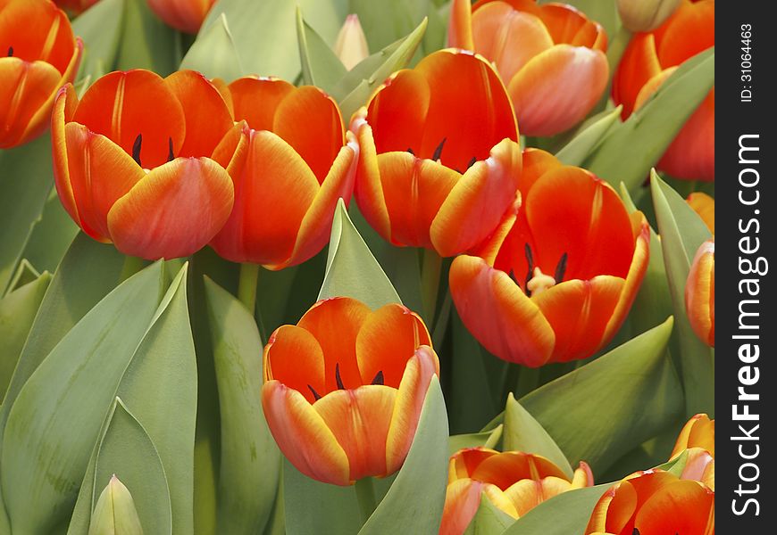Closeup for group of bloom orange tulip in garden