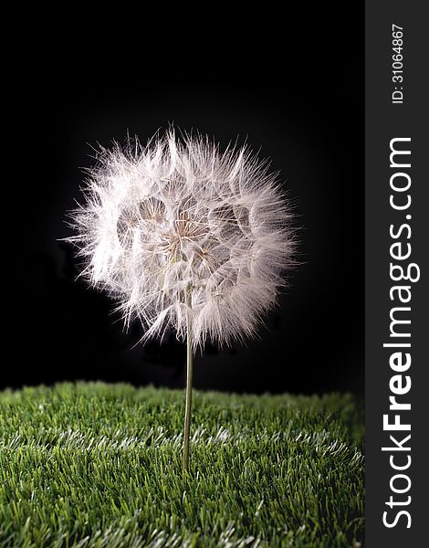 Dandelion in the grass on a dark background