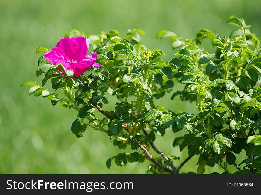 Wild rose flower on the green background