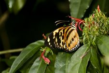 HELICONIA BUTTERFLY Drinking NECTAR FROM A FLOWER Royalty Free Stock Photography HELICONIA BUTTERFLY Drinking NECTAR FROM A FLOWER Royalty Free Stock Photography