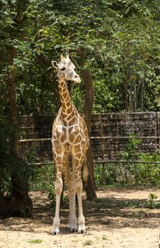 A Giraffe Royalty Free Stock Photos