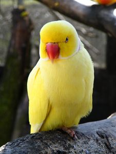 Yellow Parakeet Standing On Branch Stock Photo
