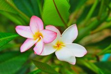 Frangipani Flowers Stock Images Frangipani Flowers Stock Images