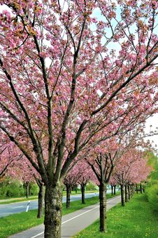 Flowering Cherry Trees Along A Road Stock Photography