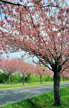 Flowering Cherry Trees Along A Road Stock Image