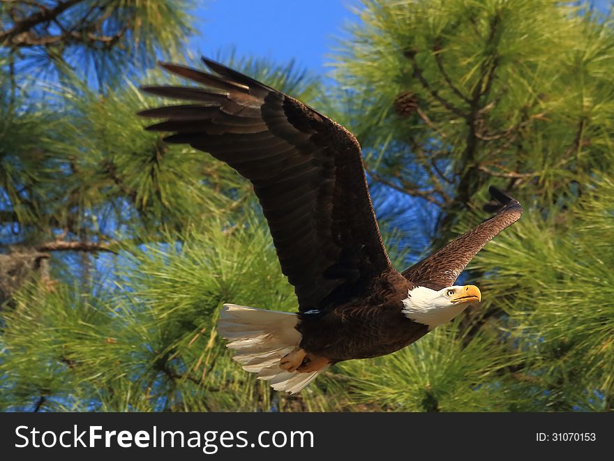 American Bald Eagle flying past a pine tree in Florida. American Bald Eagle flying past a pine tree in Florida