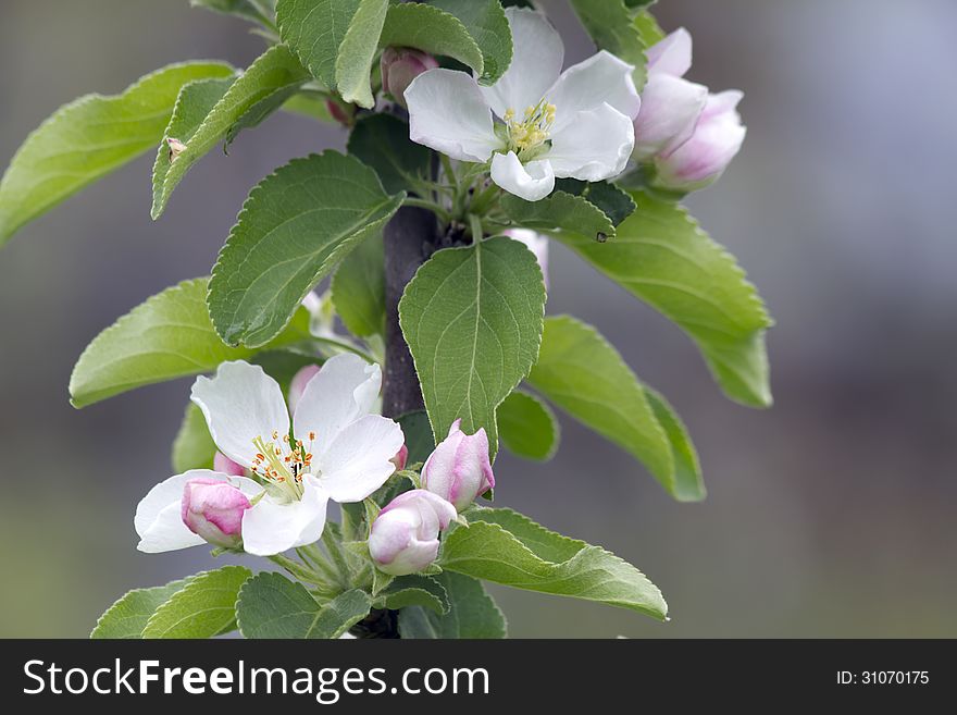 Magnificent flowering of Apple orchards. Magnificent flowering of Apple orchards